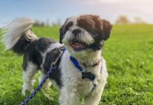 Najlepsze miejsca na wakacje z psem w Polsce