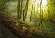 Zamkowa Góra na Kaszubach — wyjątkowy punkt widokowy z bogatą historią