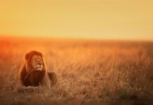 Wielka Piątka – gdzie zobaczyć najwspanialsze zwierzęta Afryki?